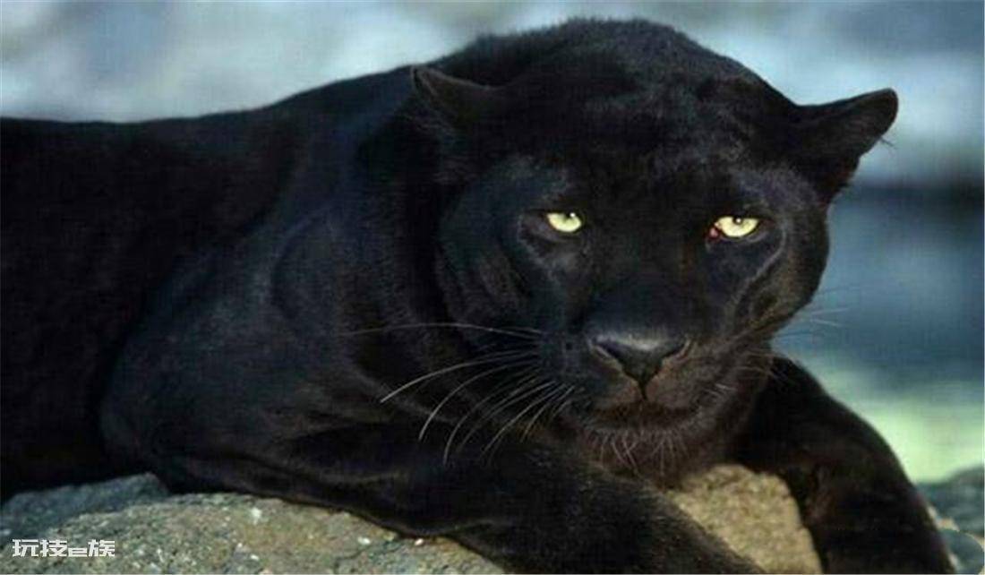 霸王猇灭绝了吗(霸王猇突然消亡的原因究竟是什么)-图片3